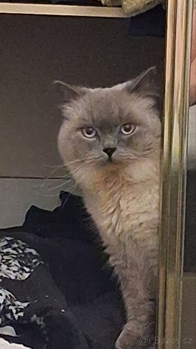 Kocour - 5