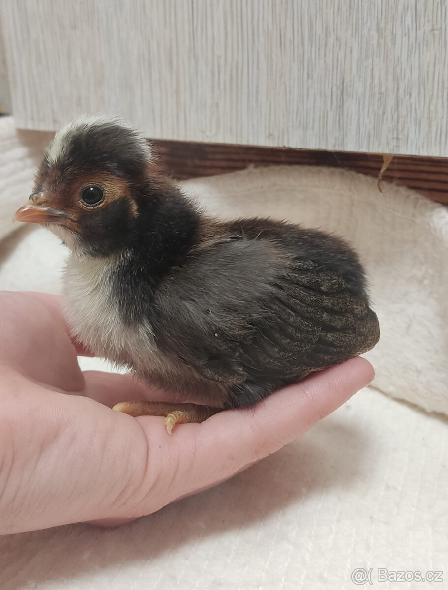 Paduánka kuřata - 5