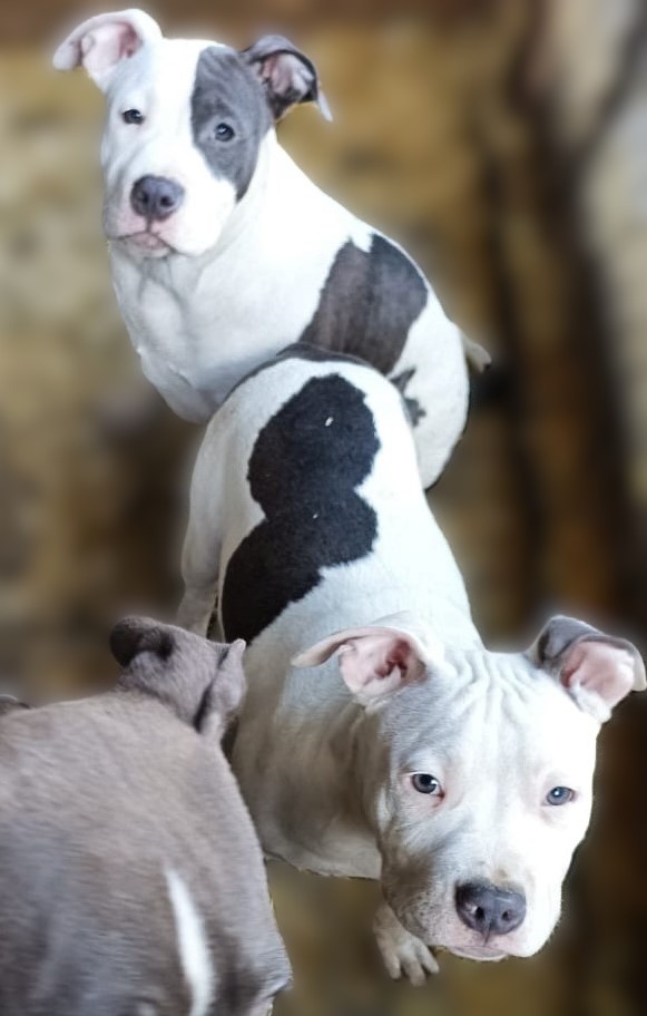 Americký stafordšírský teriér modrá št.s PP k odběru - 5