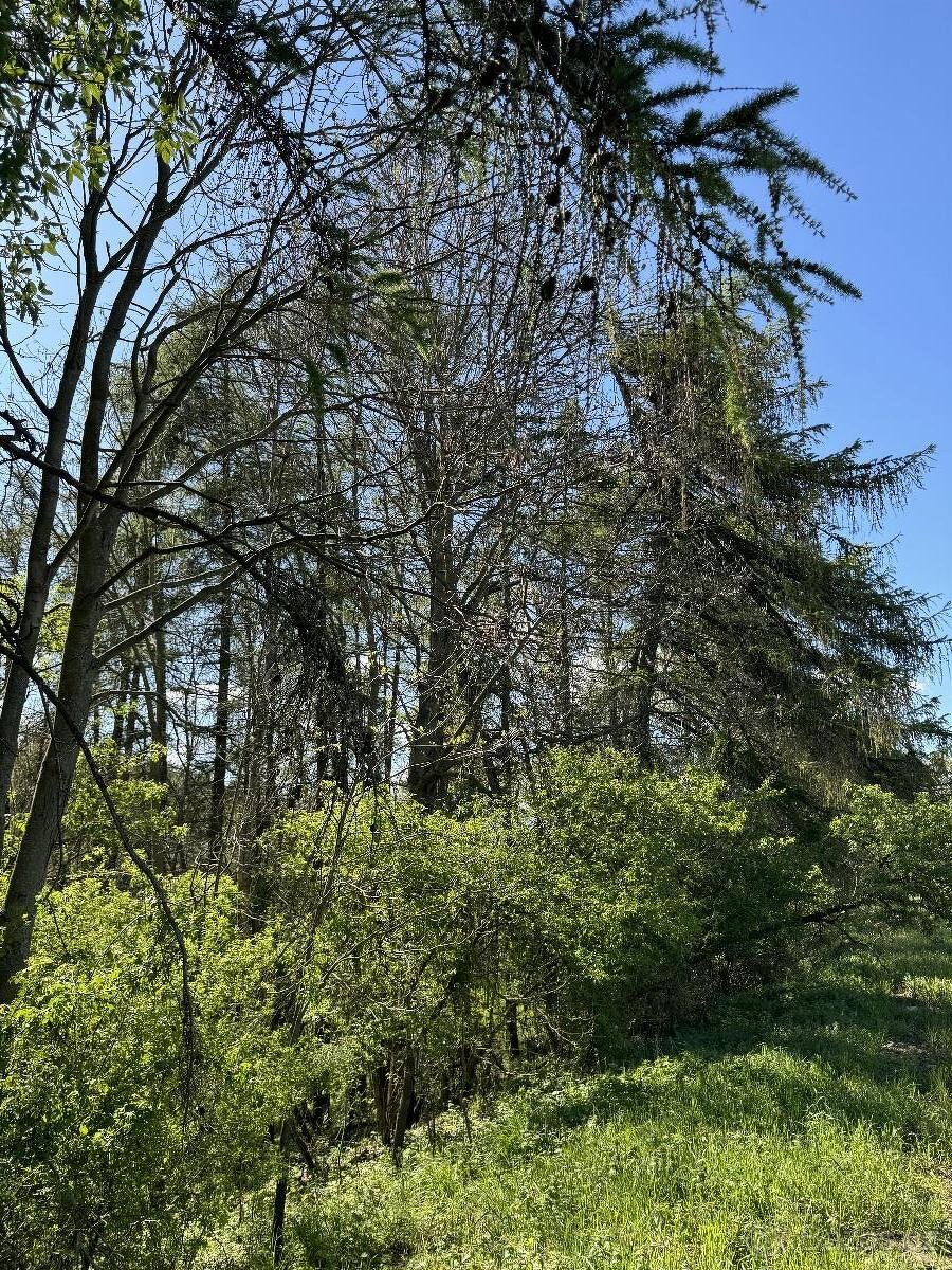 Prodám lesní pozemky v k.ú. Žďárek u Sychrova - 5