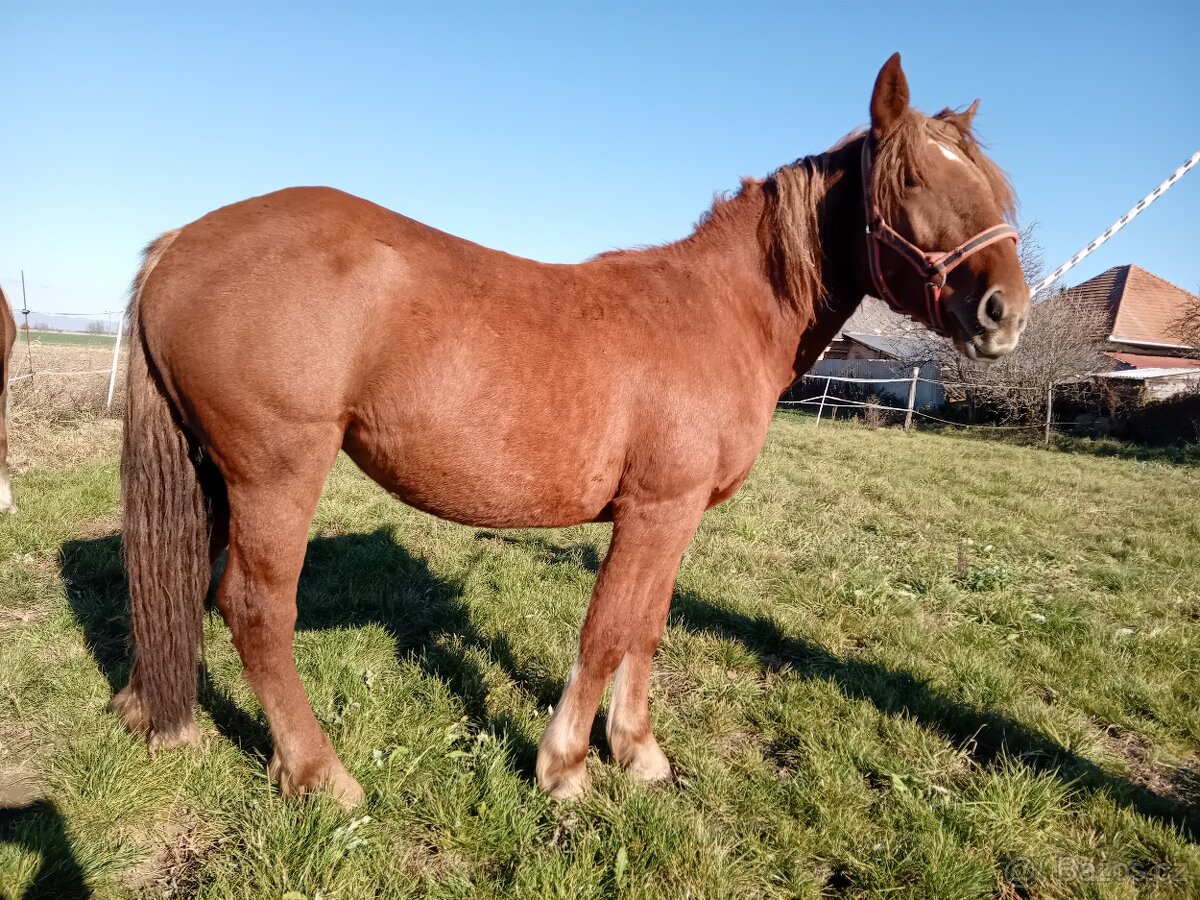 Slezsky Norik kobyla - 5