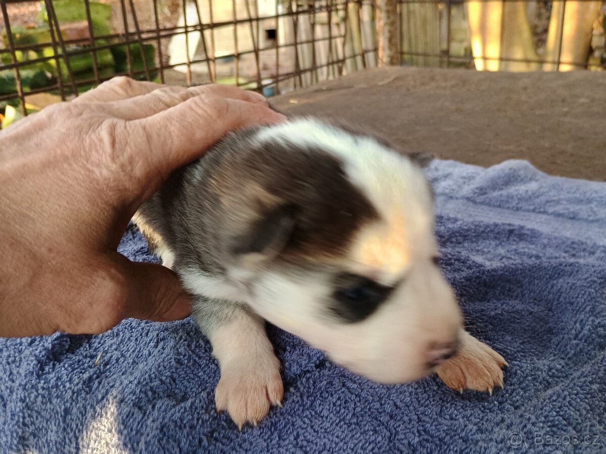 Sibiřský husky - 5