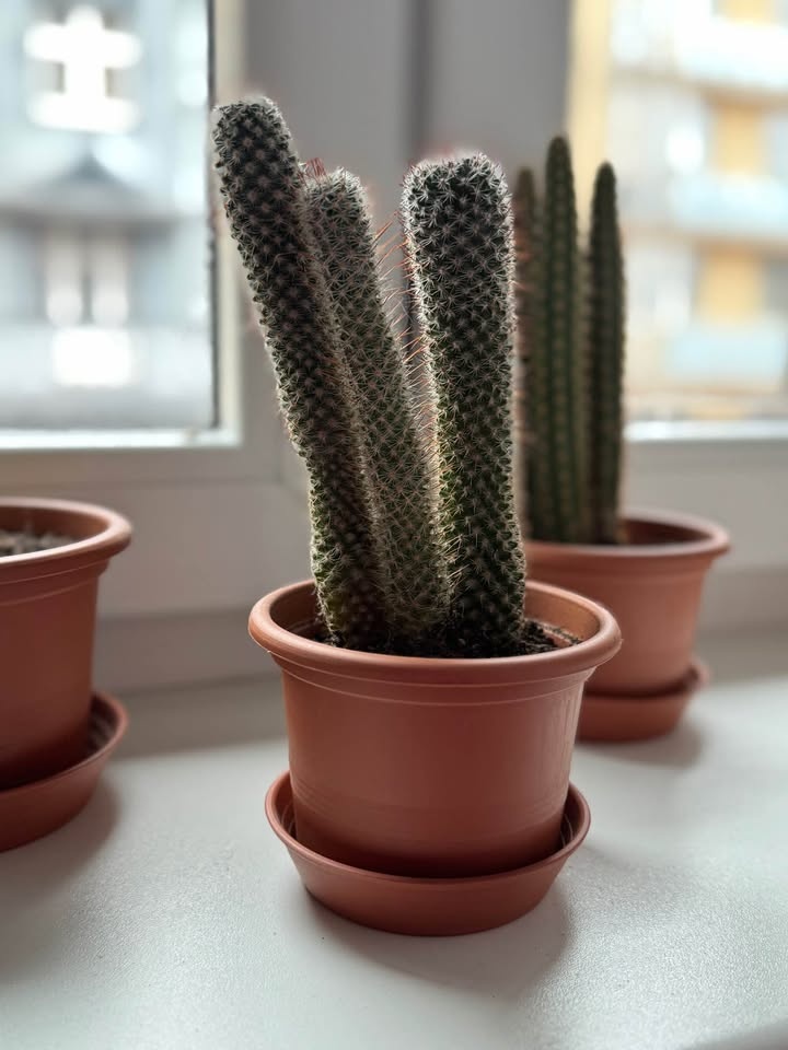 Sada tří kaktusů - 5