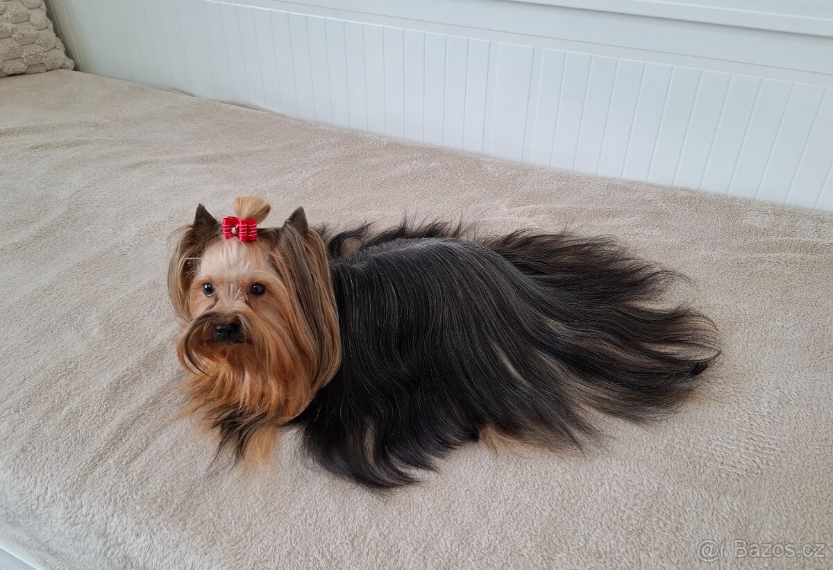 Jorkšírský terier fenka - 5