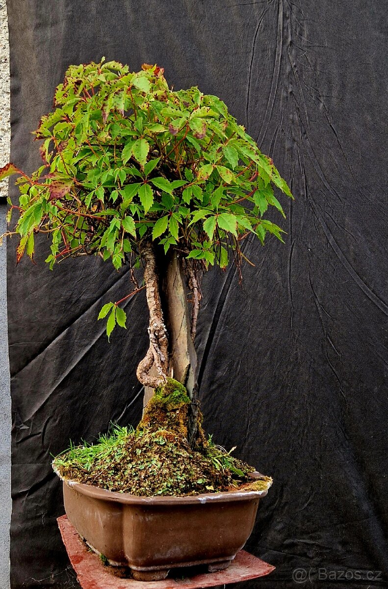 Bonsaj, Bonsaj - Prisavnik ..Top - 5