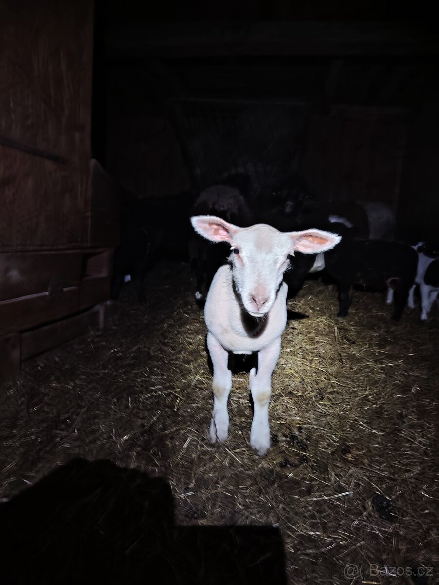 Jehňata - 5