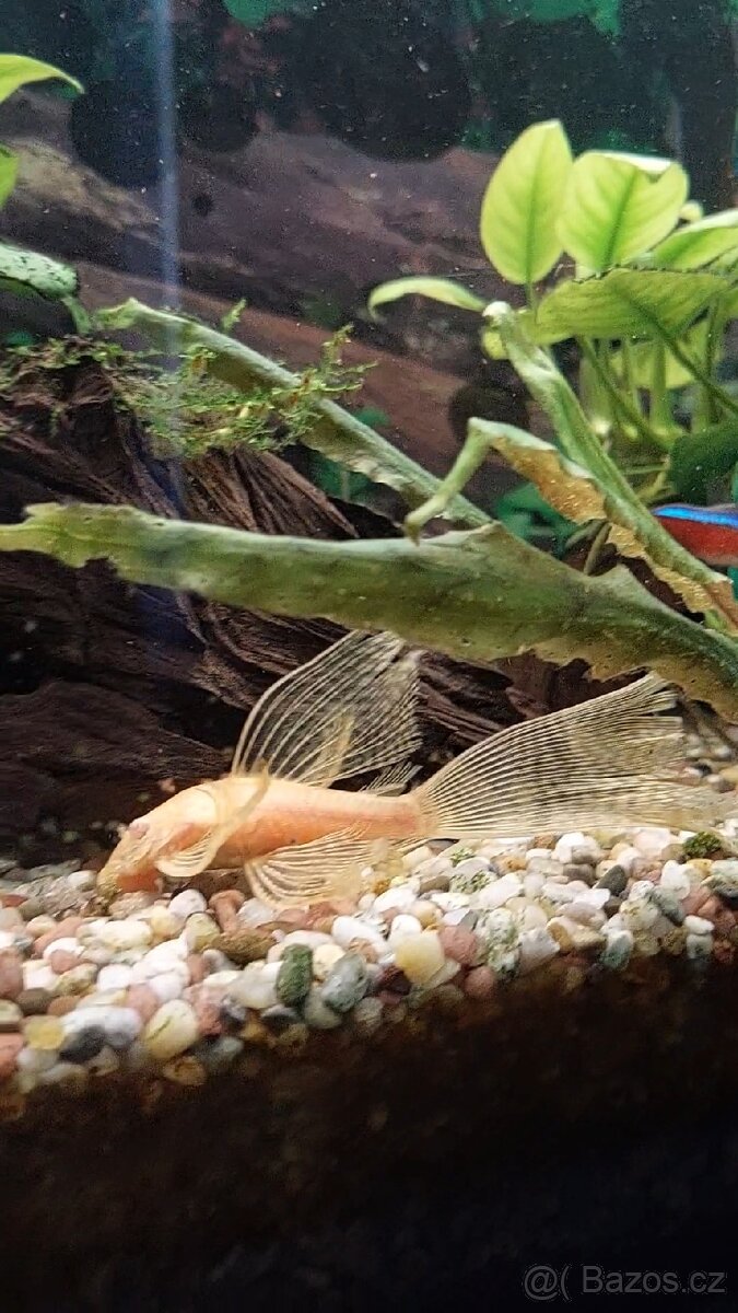 Akvarijní rybičky různé druhy - 5