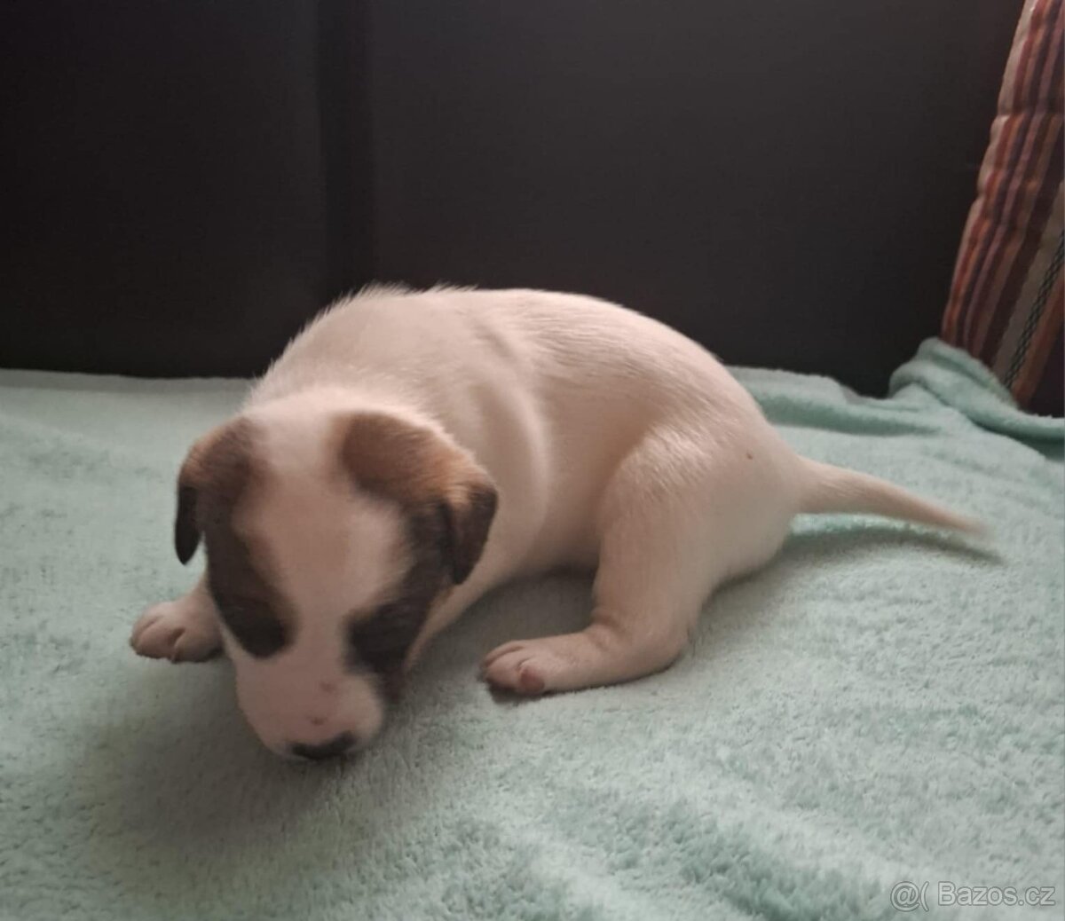 Čistokrevné štěně Jack Russell - kluk Lojza - 5