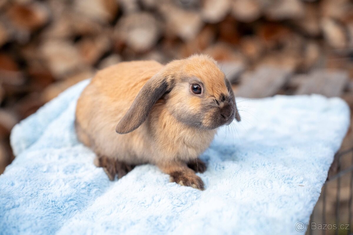 Zakrslý králíčci - ihned k odběru - 5