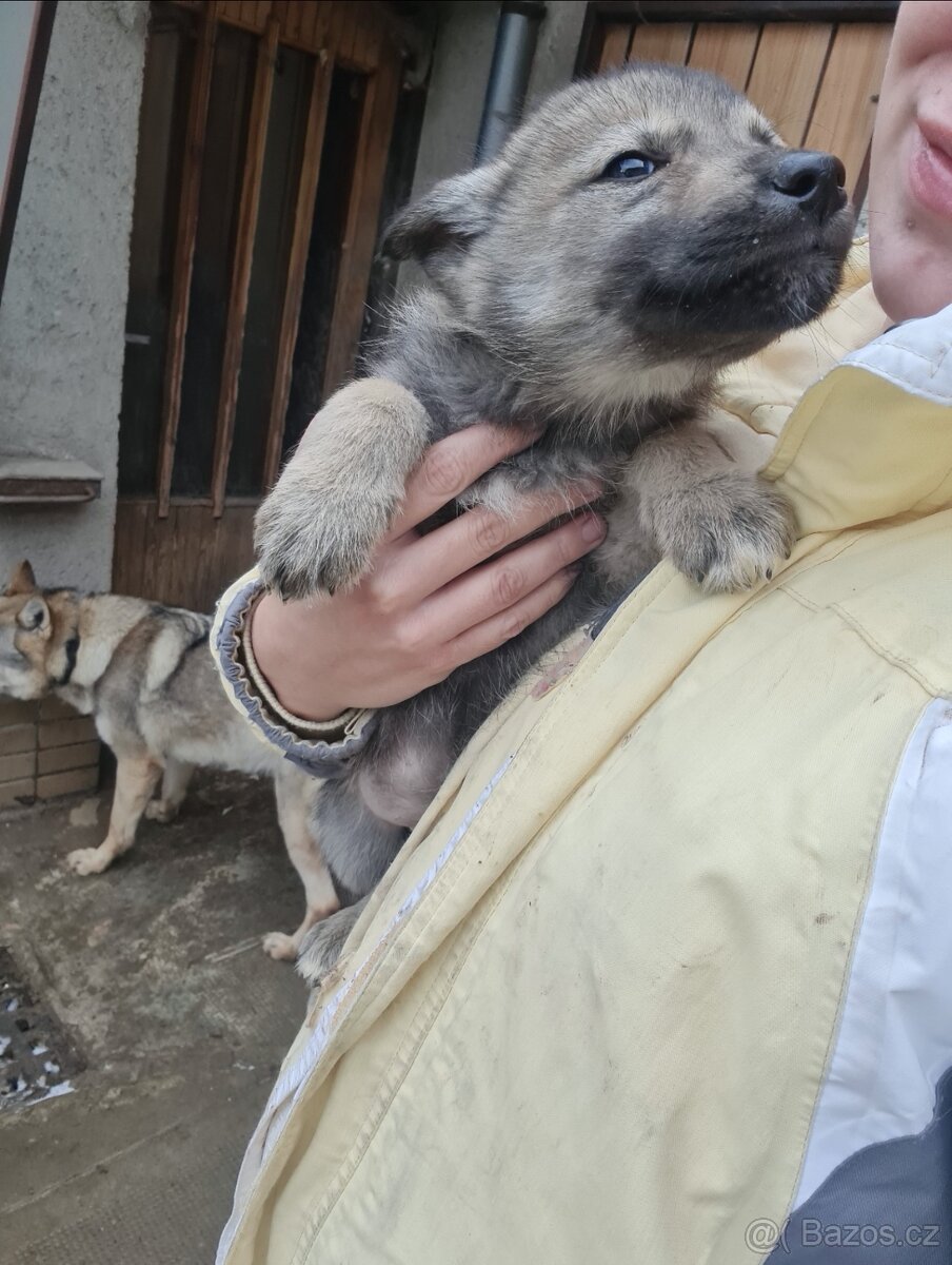 Štěňata československého vlčáka a sibiřského huskyho - 5