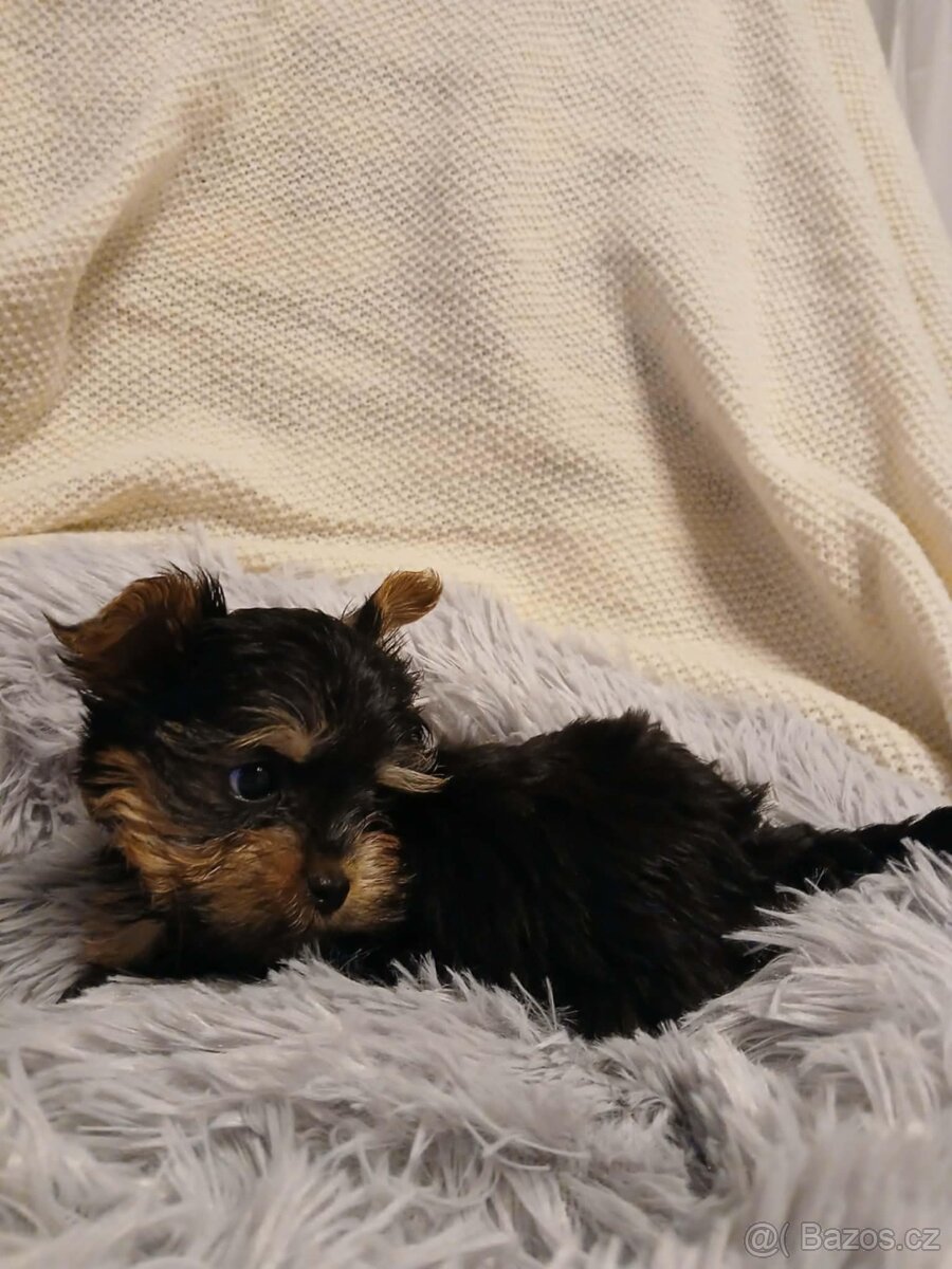 Jorkšírský teriér Merle - 5