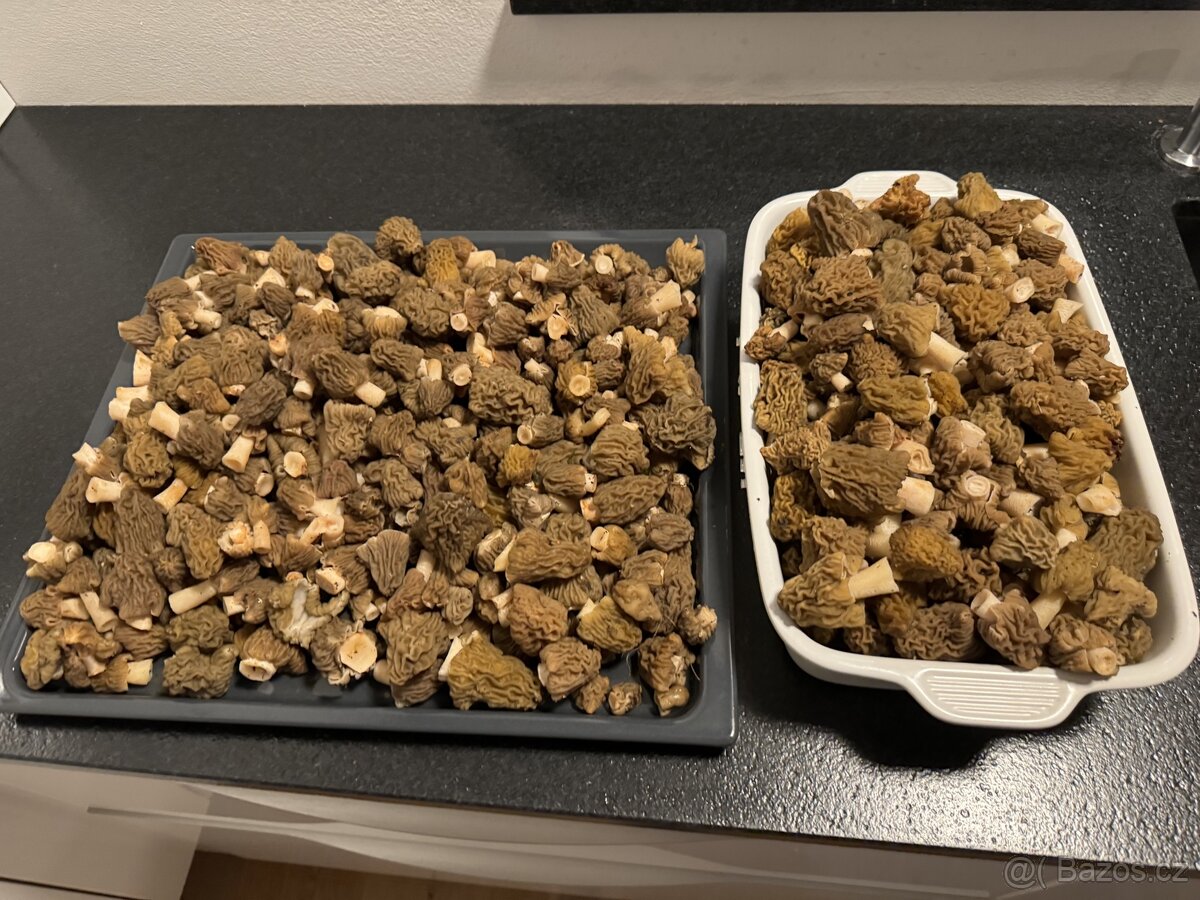 Houby -kačenka česká - 5