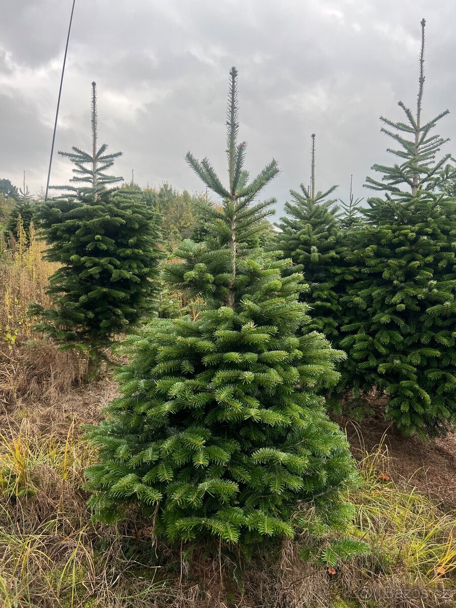 Vánoční stromky z Beskyd (vlastní produkce) - 5