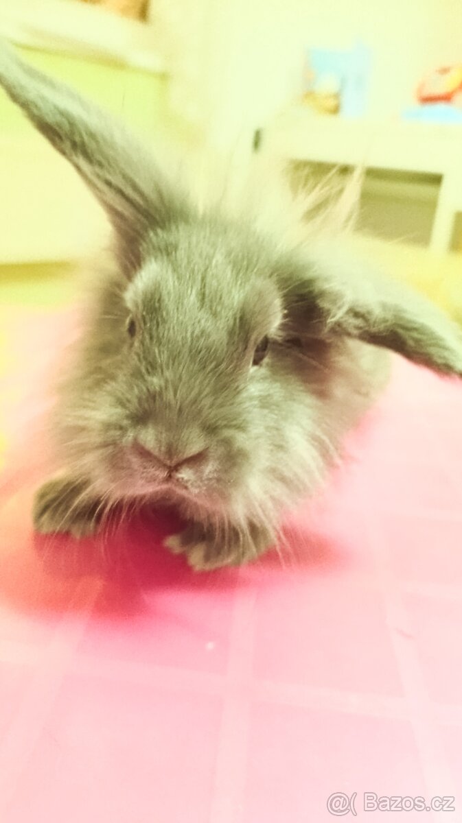 Zakrslý kraličci - 5