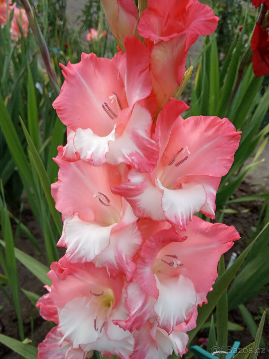 Cibule MEČÍKů - - - viz text a foto - 5