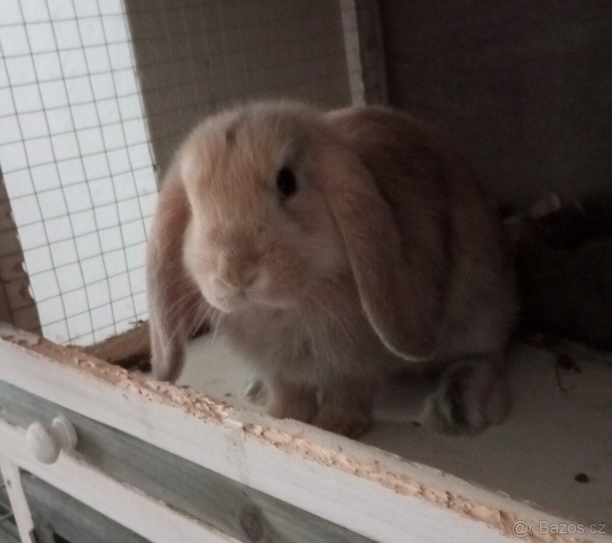 Zakrslý beránek králíček - 5
