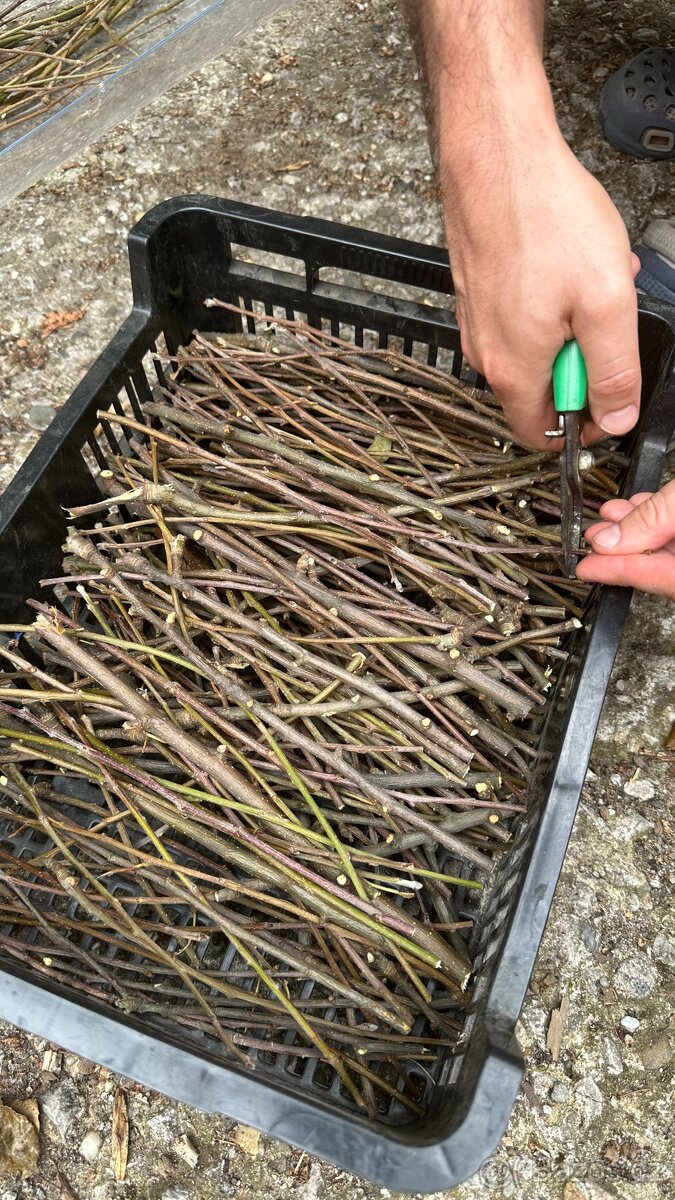 Nastříhané jednoleté větve jabloně - 5