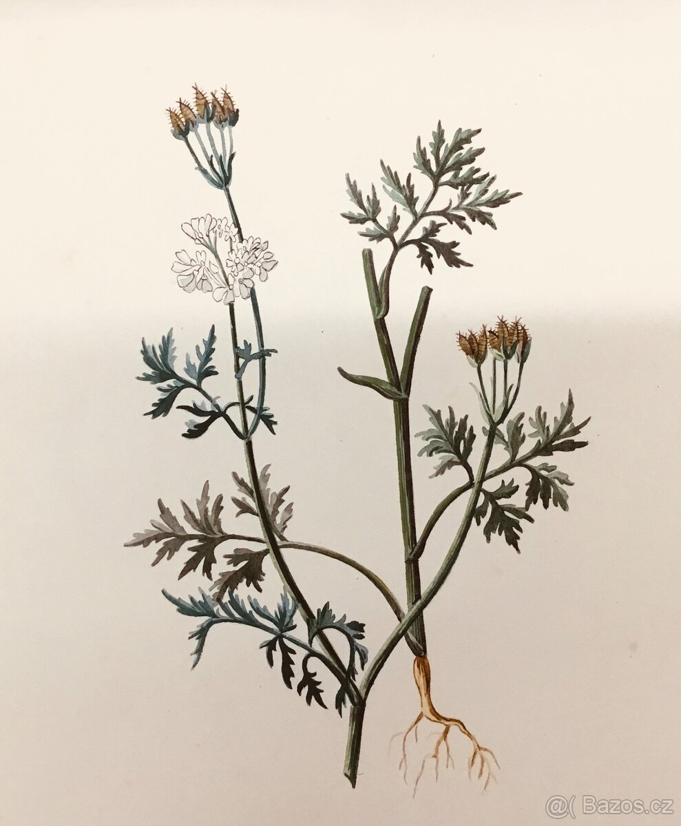 Herbar stare malby - 5