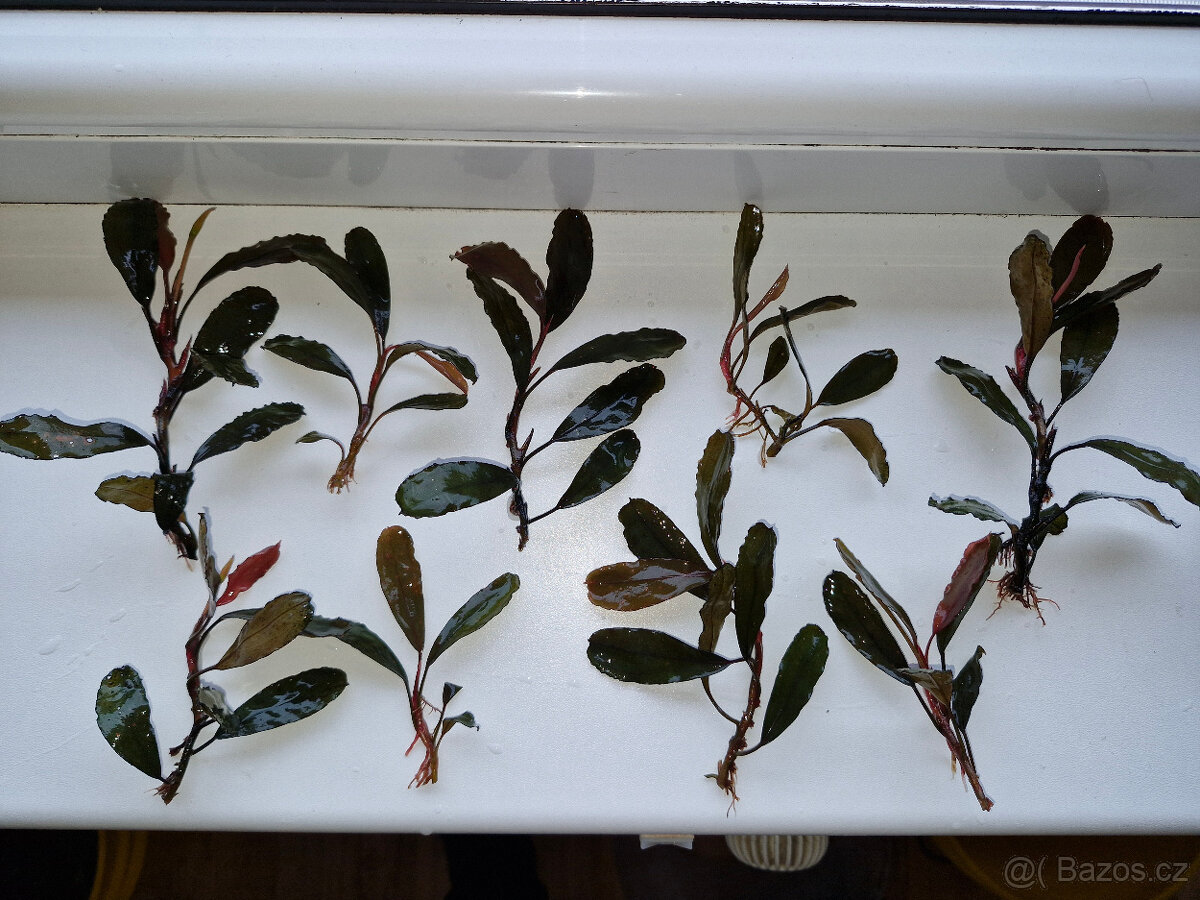 Bucephalandra super blue - 5