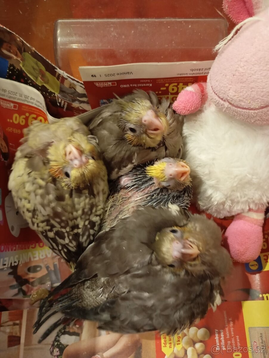 Ručně dokrmená korela - 5