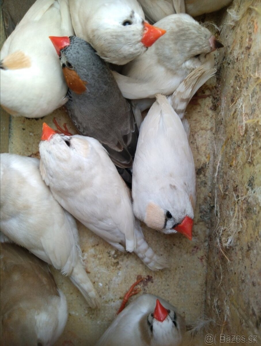 Austrália odcervenie S76 - 5