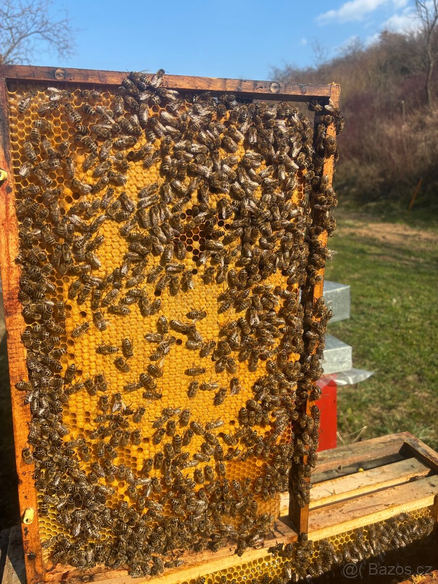 Vyzimovaná včelstva - 5
