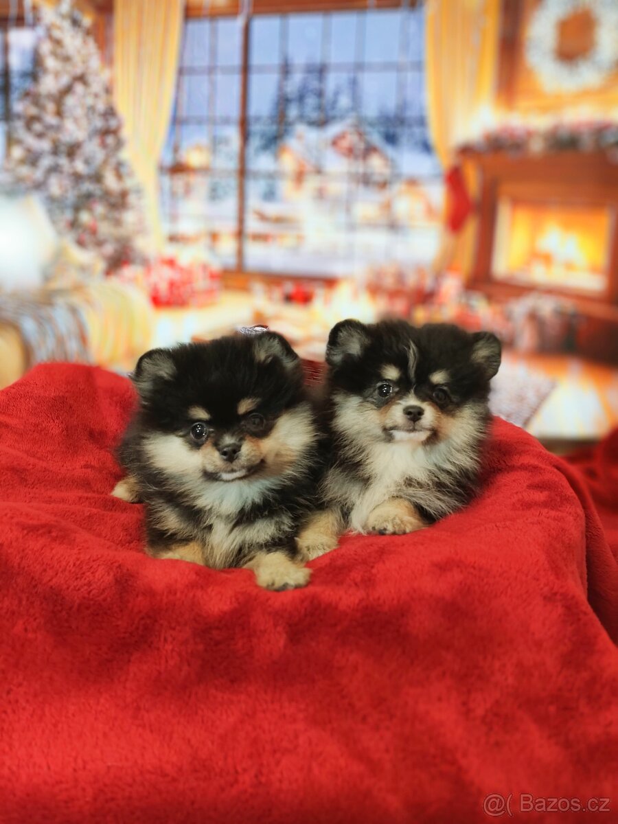 Pomeranian / Zwergspitz - 5