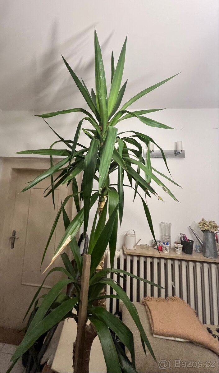 Pokojová květina - 5