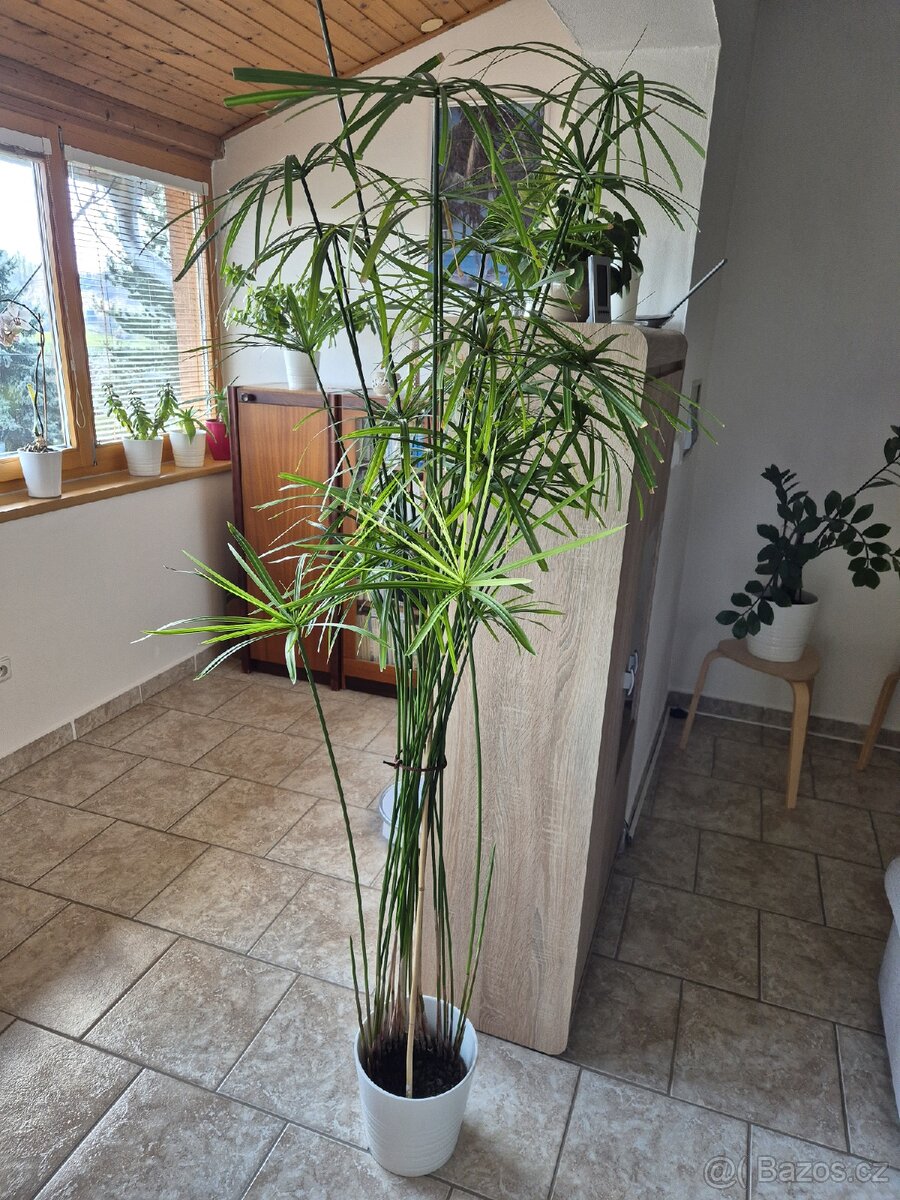 Šáchor papylus - 5