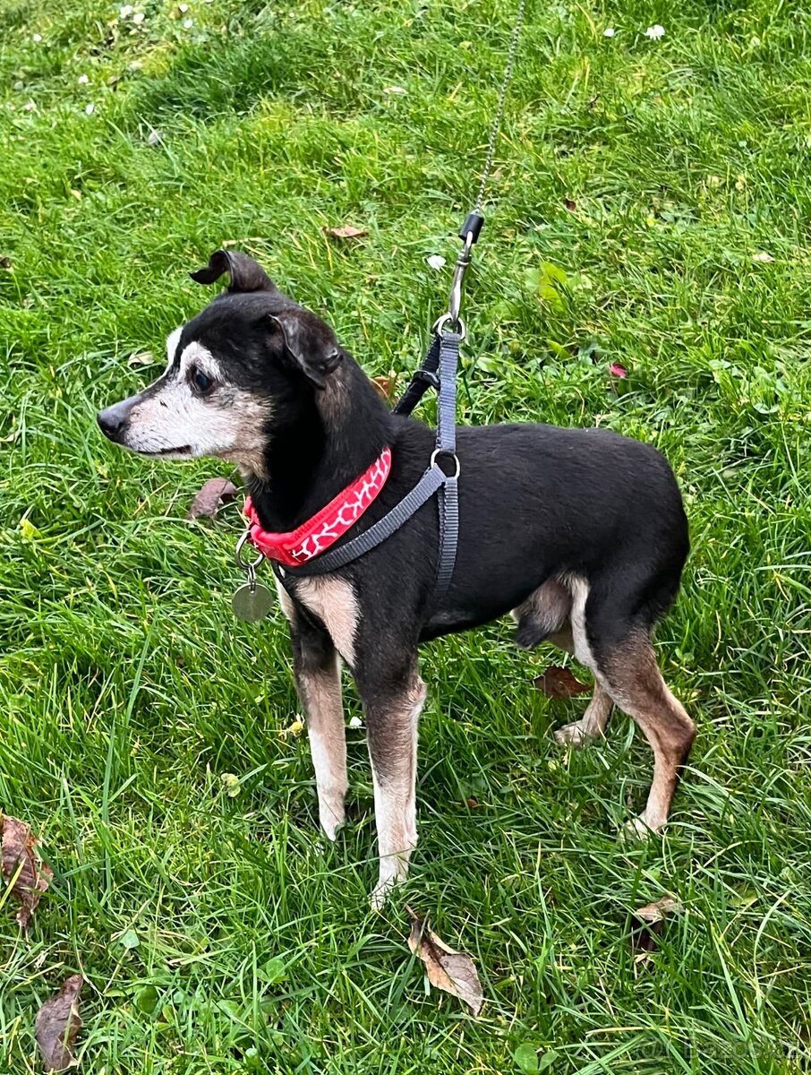 RONÍČEK - 3 kg, kastrovaný psík 13 let - 5