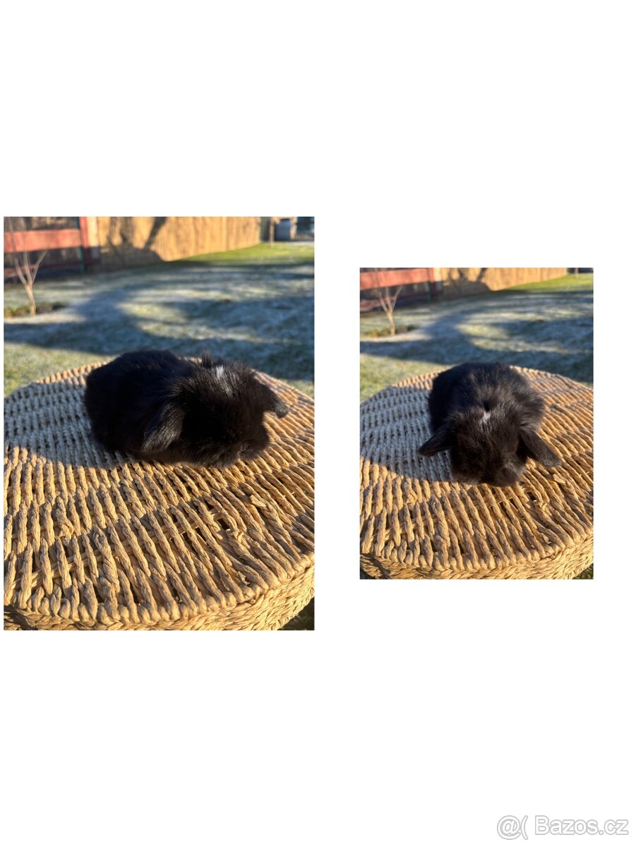 Zakrslý králík - mini lop - 5