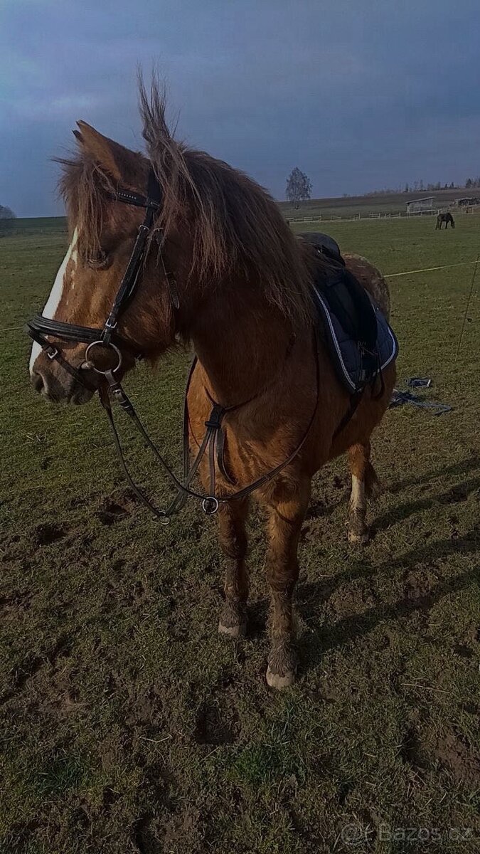 Valach na prodej - 5