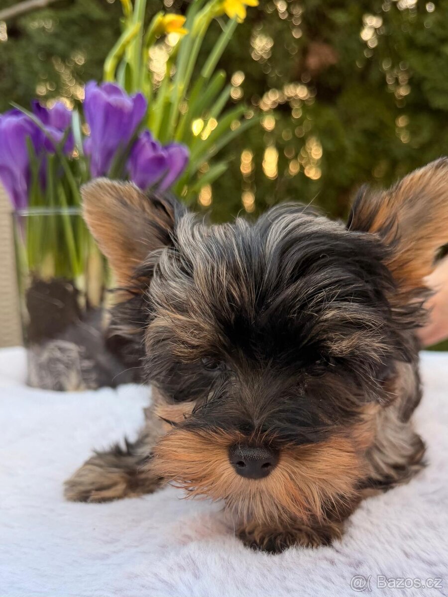 Jorkširský teriér s pp - 5