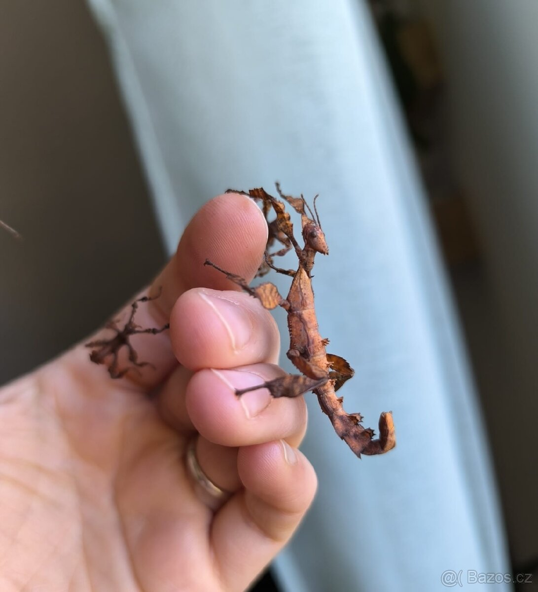 Strašilka australská - 5