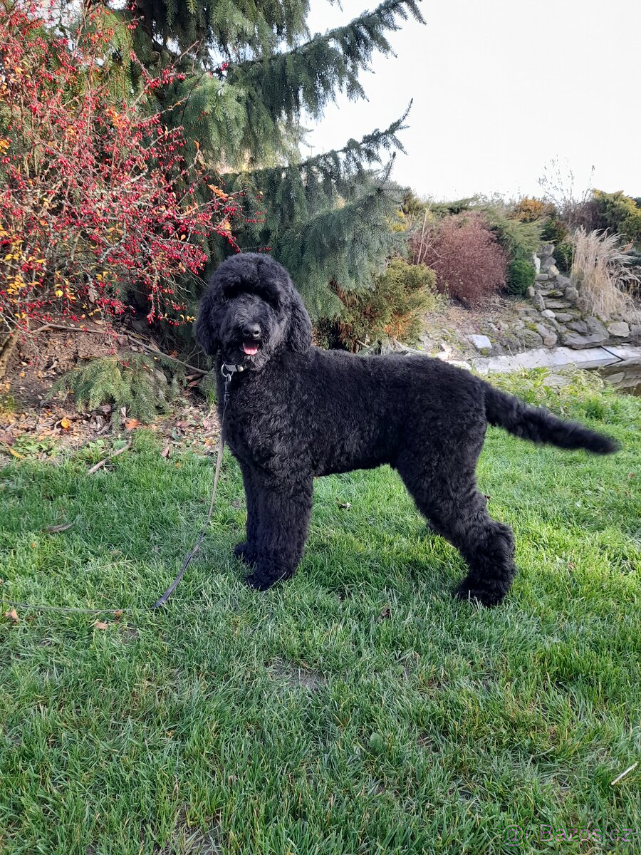 Pudl velký ( královský) štěňata bez pp - 5