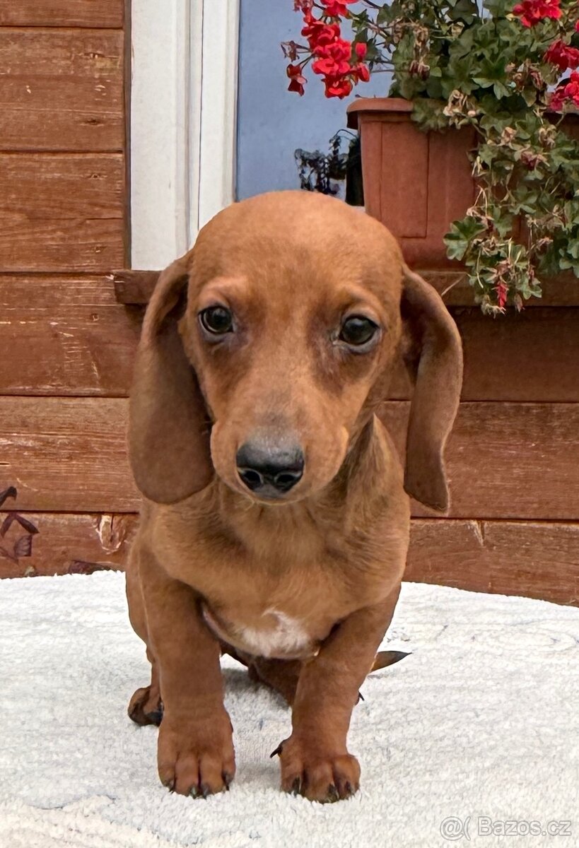 Jezevčík hladkosrstí trpasličí- králičí s pp - 5