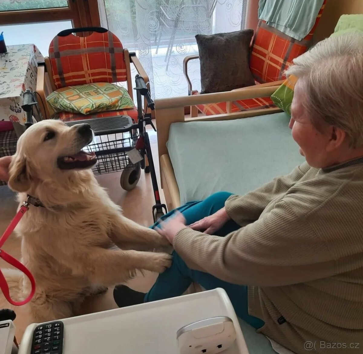 Chovný zlatý retrívr s PP ke krytí - 5