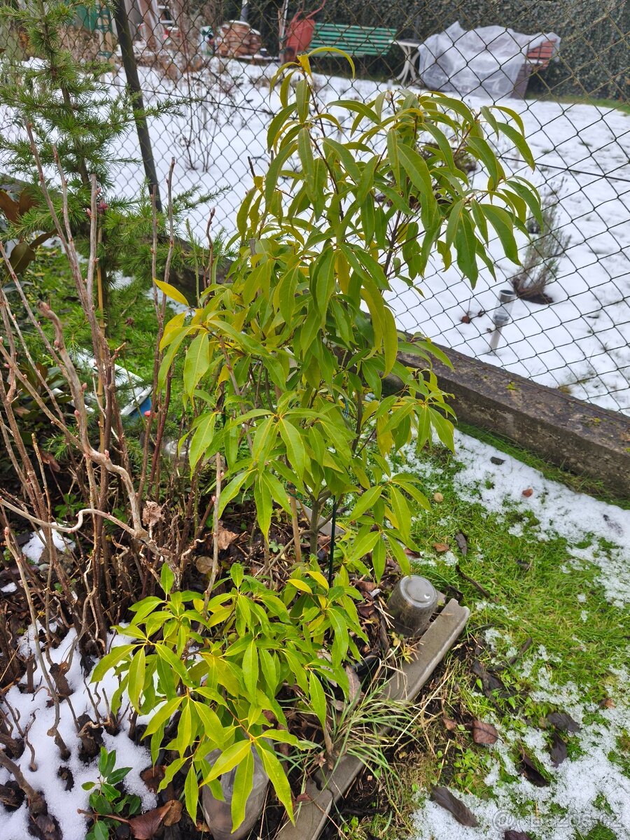 Stále zelené keře a stromy - 5