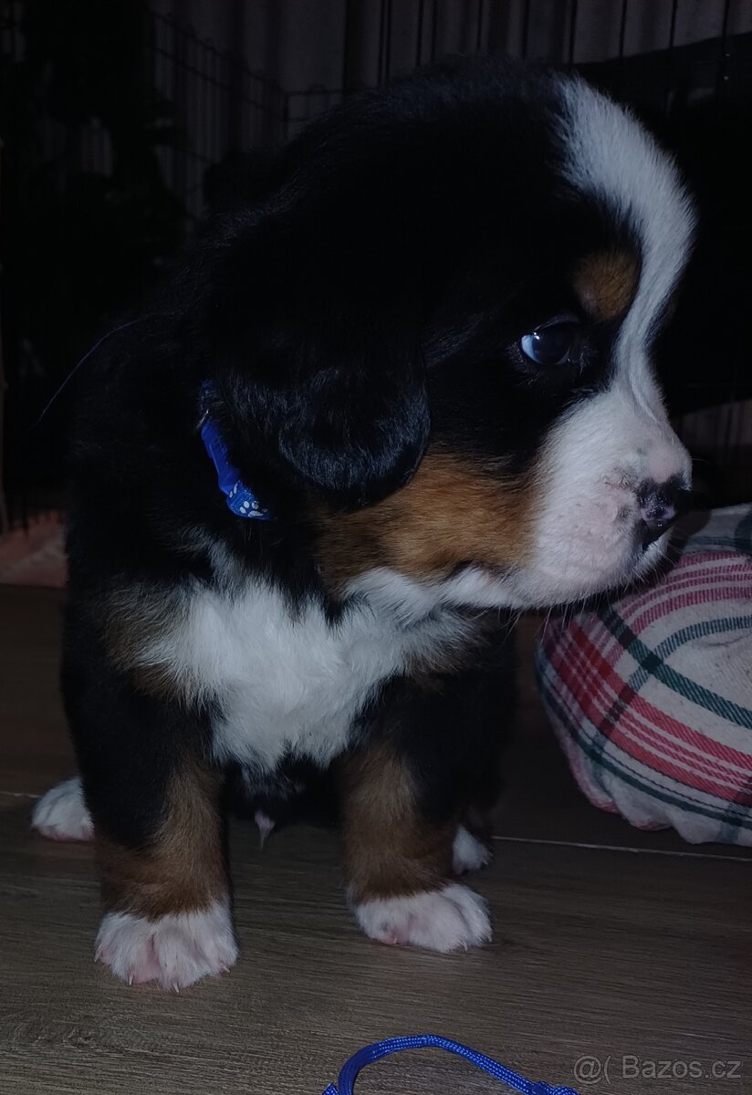 BERNSKÝ SALAŠNICKÝ - ZIMNÍ EDICE ❄️ (BSP) - 5