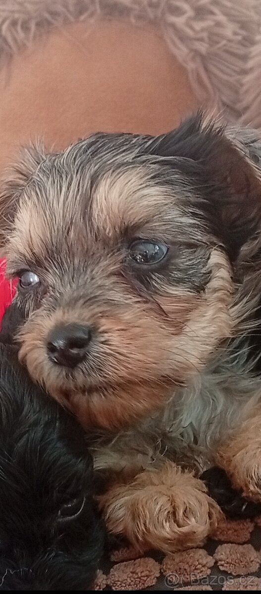 Jorkšírský teriér,Merle, Jorkšír,Biewer - 5