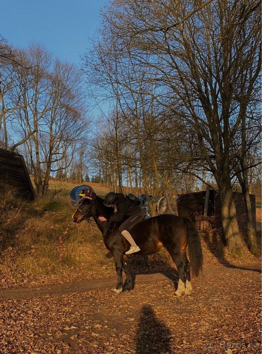 Klisna Welsh Cob D - 5
