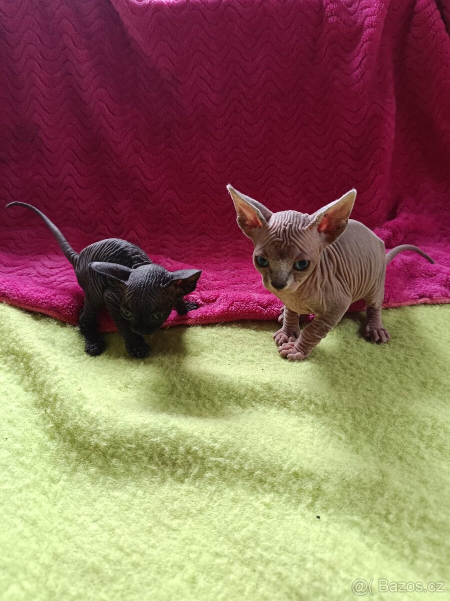 Sphynx bez PP - 5