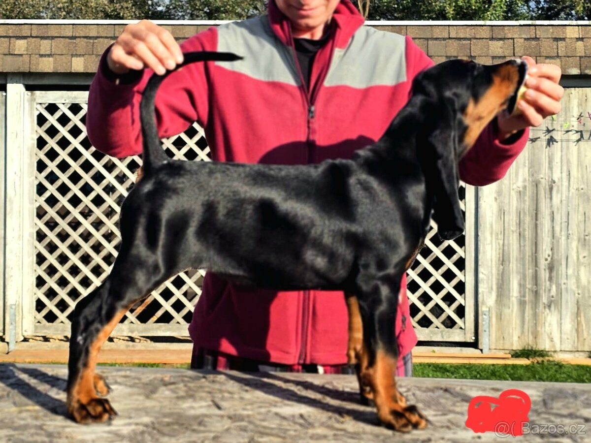 Black and Tan Coonhound - 5