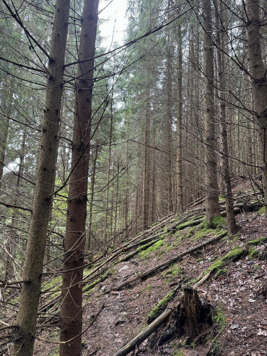 Prodám pozemky v k.ú. Mohuřice, p.č. 440 , 434/1 a 434/3 - 5