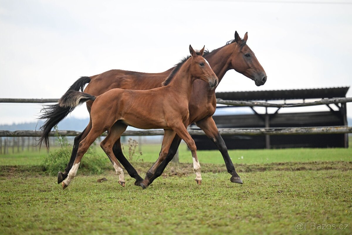 Chovná klisna po Carismo - 5