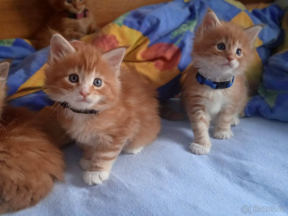 mainský kocour bez oo ke krytí - 5