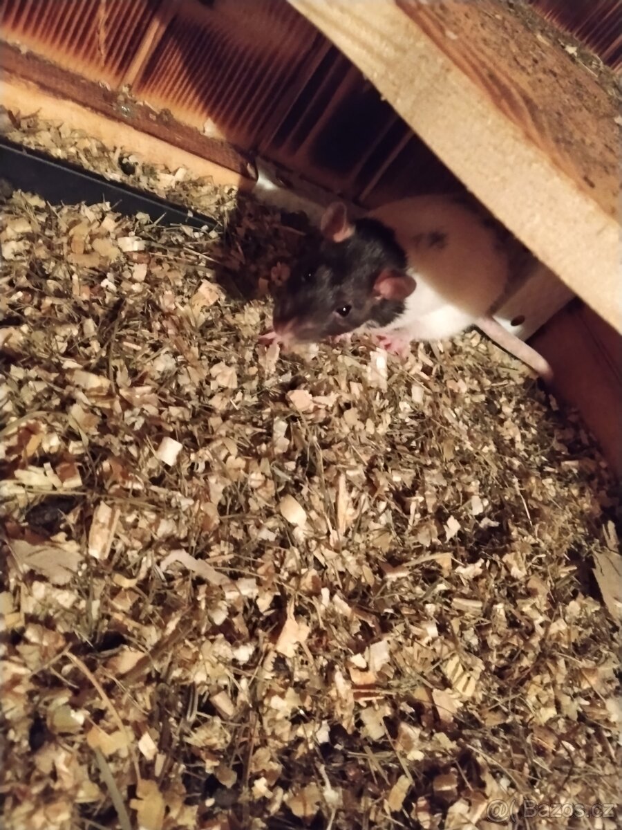 Prodám potkany 🐀🐀 - 5