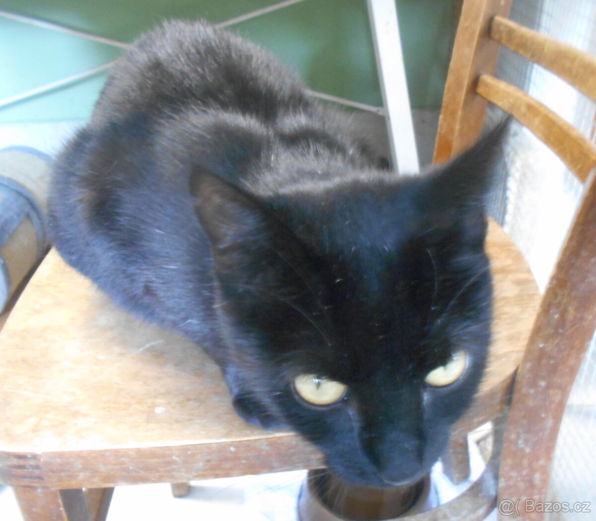 Černá, hodná 2letá Žofinka s výraznýma očima - 5