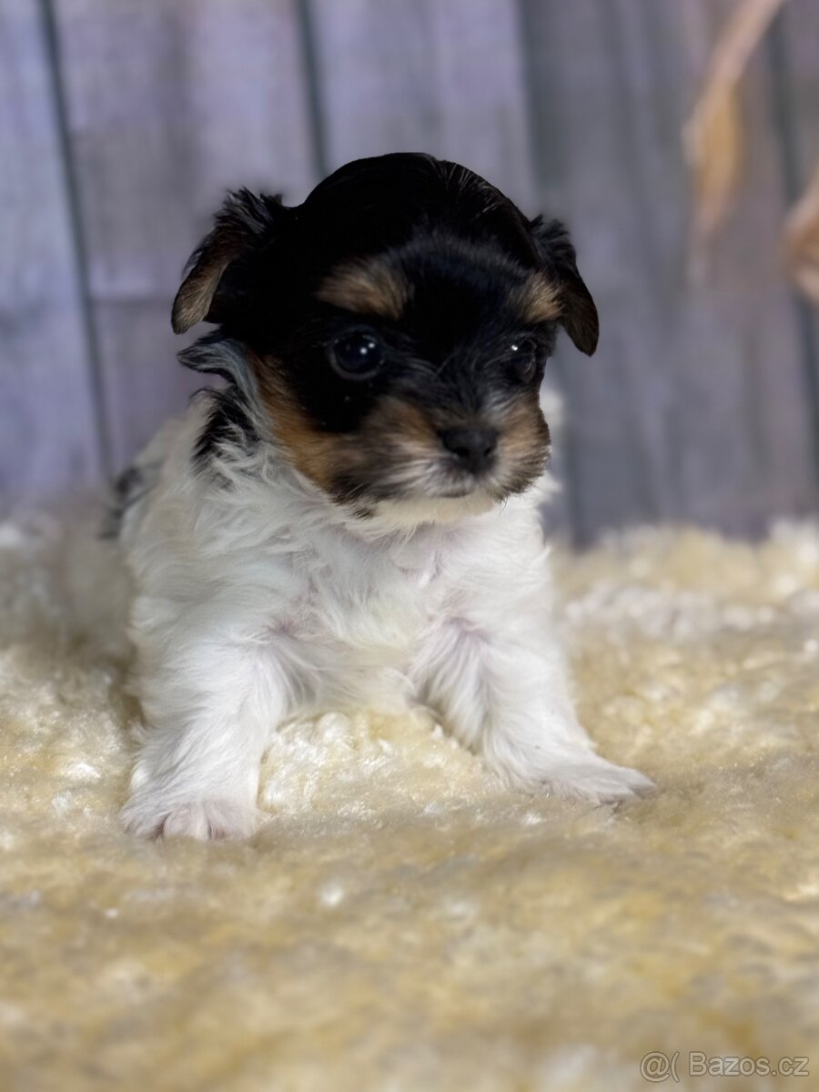 Biewer Jorkšírský Teriér - 5