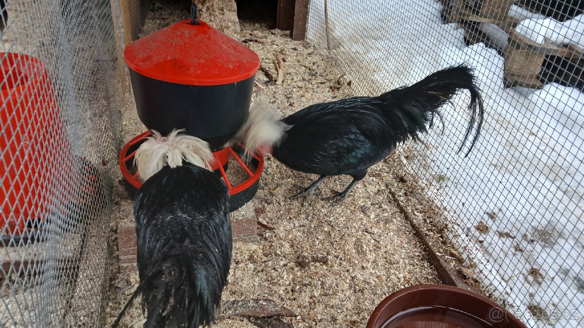 Zdrobnělé holandanky - 5